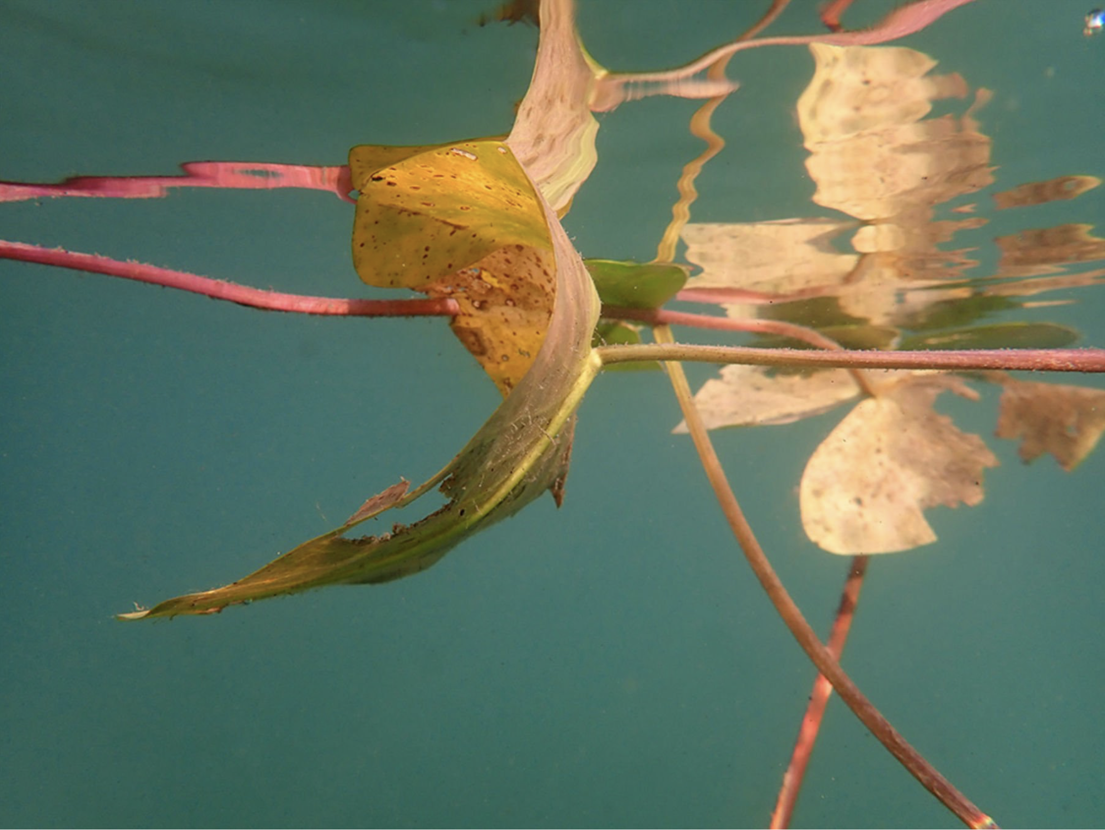 Burg Klempenow, Kabinet